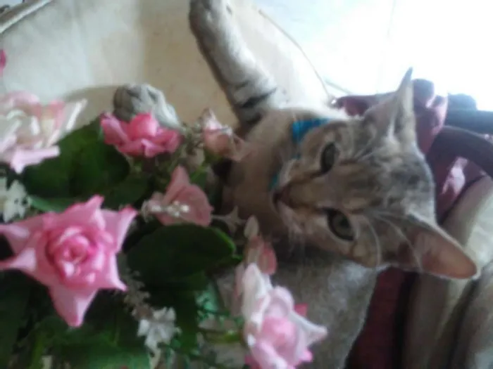 Gato ra a Tigresa idade 2 a 6 meses nome Tigrinho