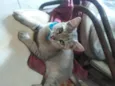Tigrinho
