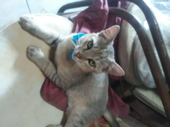 Gato ra a Tigresa idade 2 a 6 meses nome Tigrinho