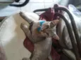Tigrinho