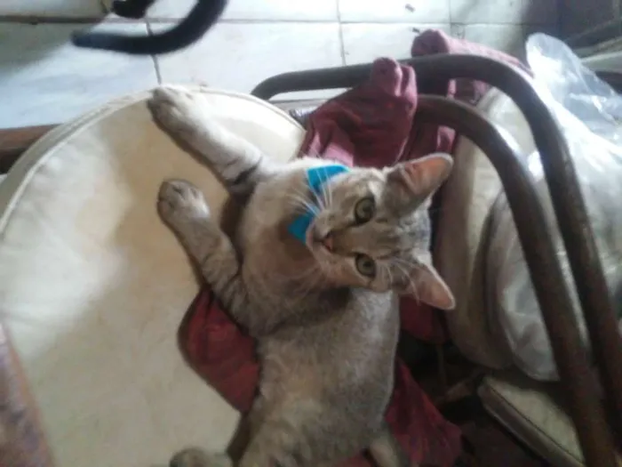 Gato ra a Tigresa idade 2 a 6 meses nome Tigrinho