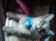 Tigrinho