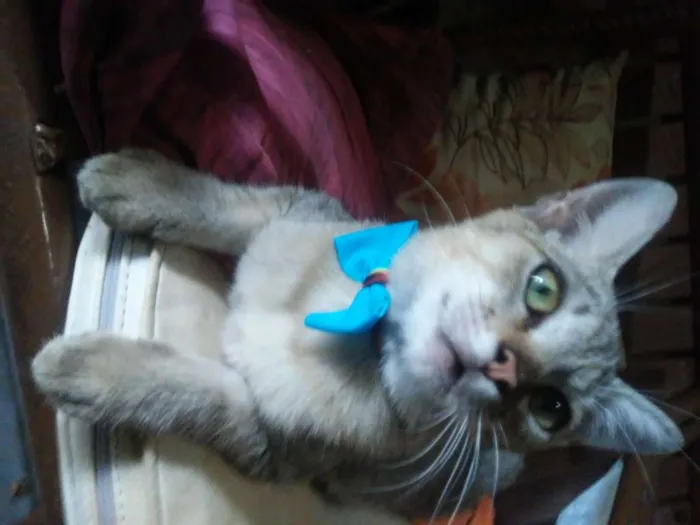 Gato ra a Tigresa idade 2 a 6 meses nome Tigrinho