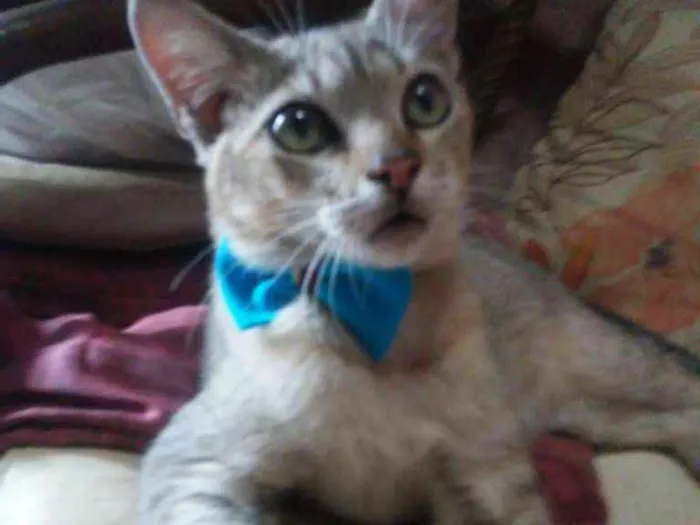 Gato ra a Tigresa idade 2 a 6 meses nome Tigrinho