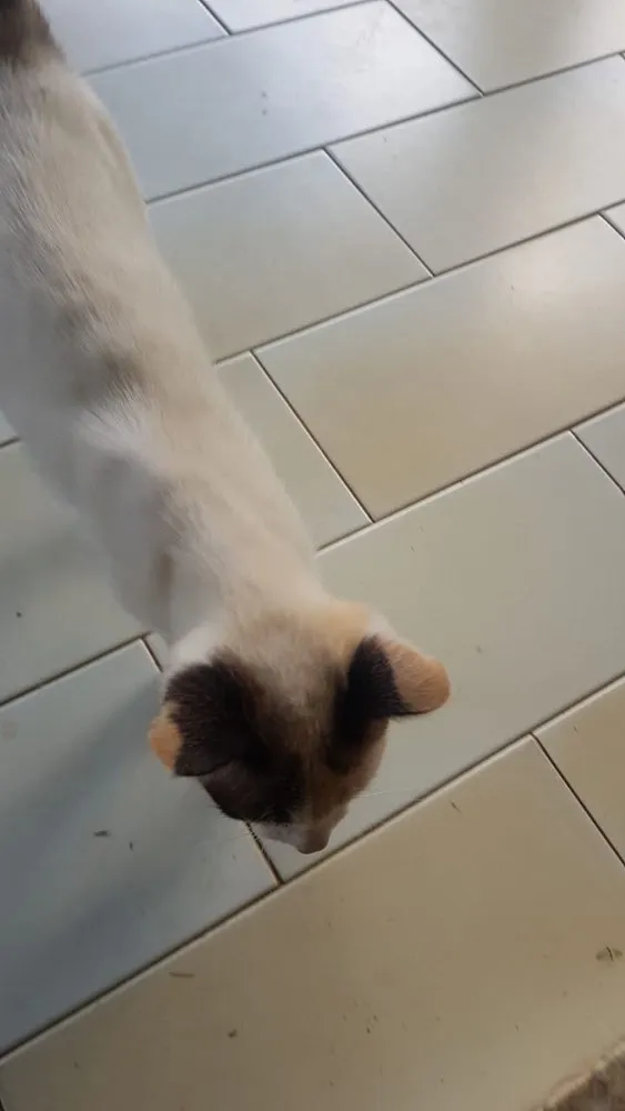 Gato raça Sem raça definida  idade 2 a 6 meses nome Jade