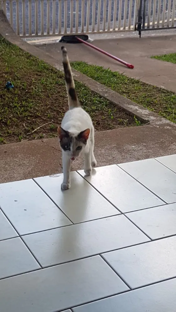 Gato raça Sem raça definida  idade 2 a 6 meses nome Jade