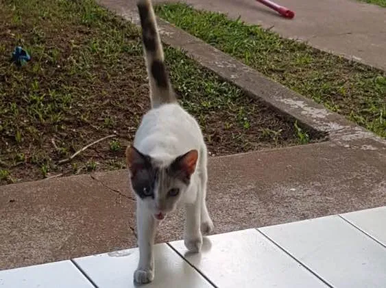 Gato raça Sem raça definida  idade 2 a 6 meses nome Jade