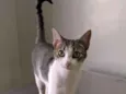 Nutela