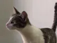 Nutela