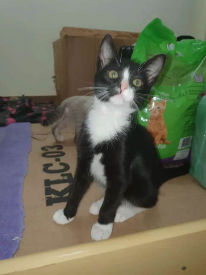Gato ra a Sed idade 2 a 6 meses nome Pretinho