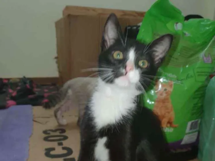 Gato ra a Sed idade 2 a 6 meses nome Pretinho
