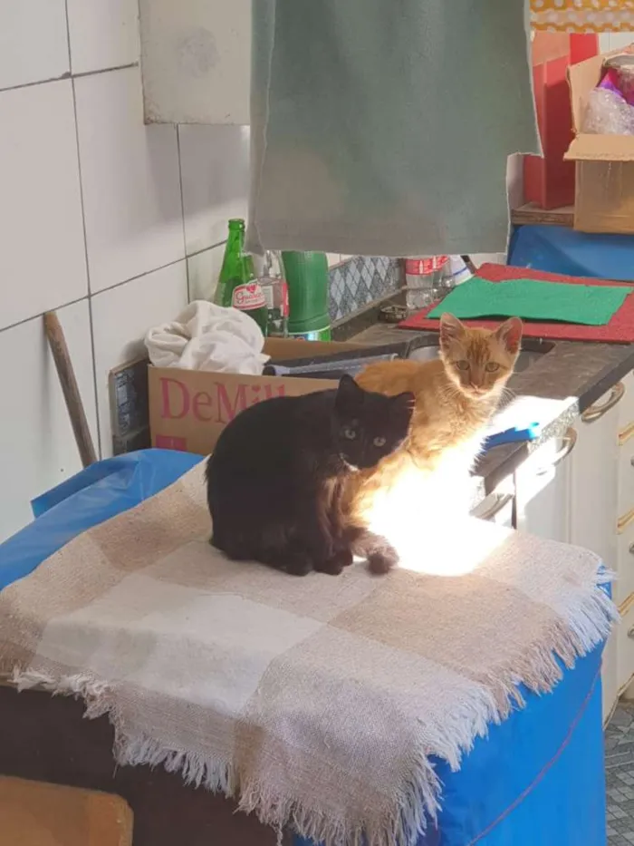 Gato ra a Sed idade 2 a 6 meses nome Pretinha e amarelo