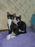 Gatas fofas 