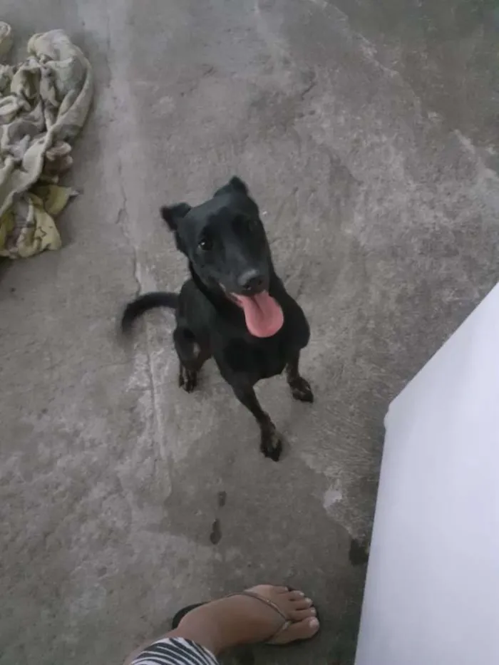 Cachorro ra a indefinida idade 2 anos nome Lua