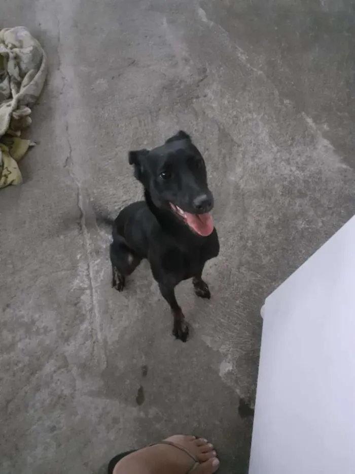 Cachorro ra a indefinida idade 2 anos nome Lua