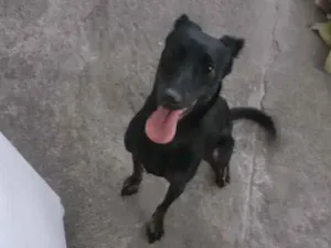 Cachorro raça indefinida idade 2 anos nome Lua