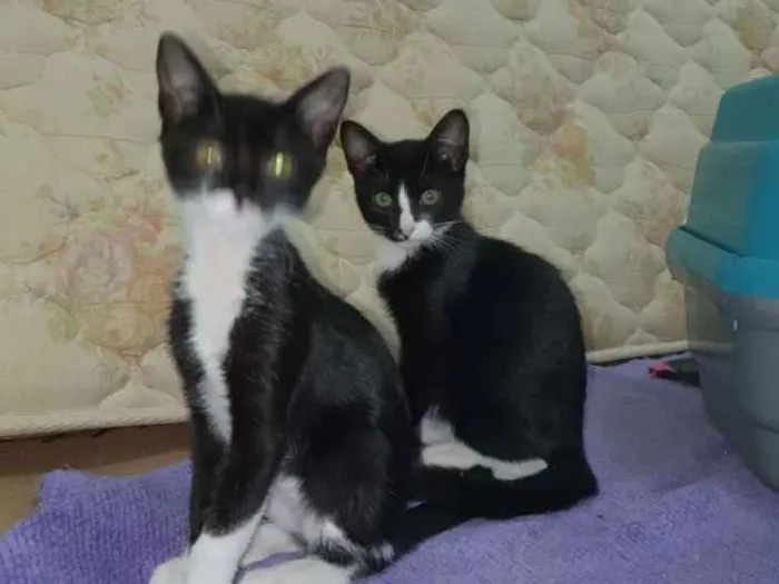 Gato ra a Sed idade 2 a 6 meses nome Gatas fofas 