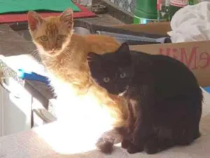 Gato raça Sed idade 2 a 6 meses nome Pretinha e amarelo