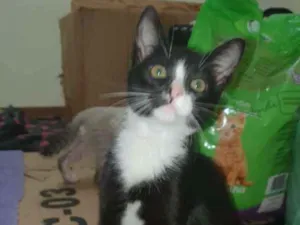 Gato raça Sed idade 2 a 6 meses nome Pretinho