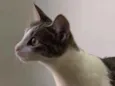 Nutela