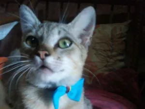 Gato raça Tigresa idade 2 a 6 meses nome Tigrinho