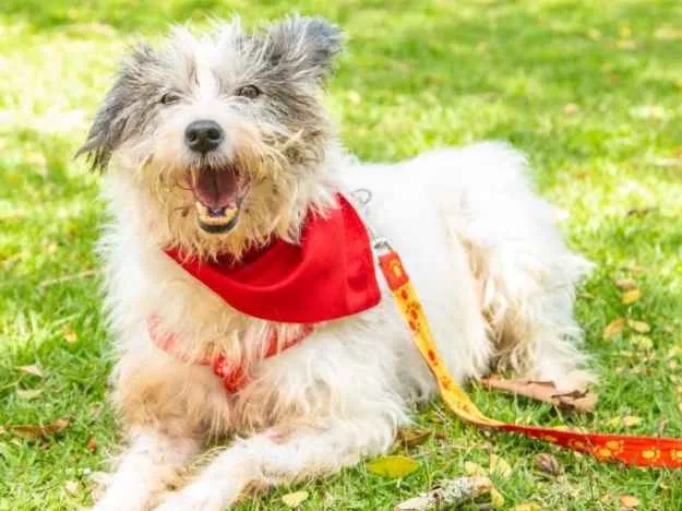 Cachorro ra a  idade 6 ou mais anos nome Não sei 