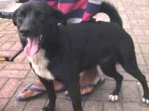 Cachorro raça SRD idade 2 anos nome Bob