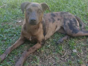 Cachorro raça  idade 7 a 11 meses nome Não sei 