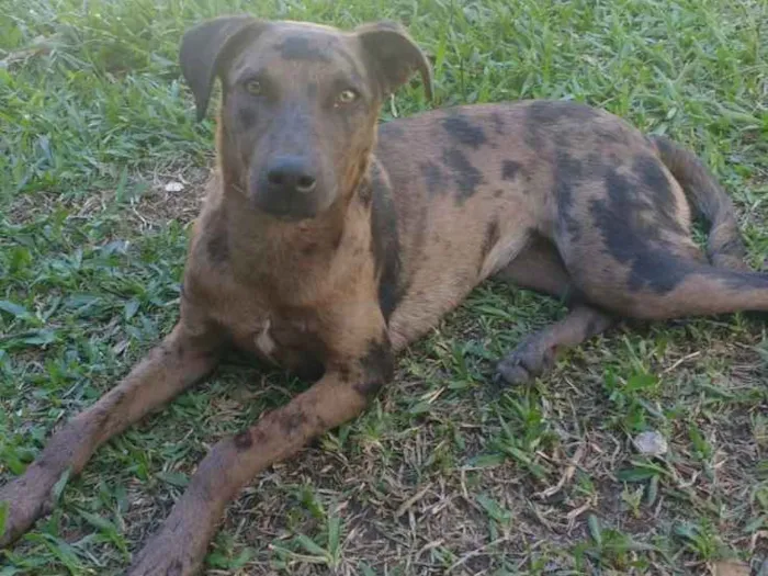 Cachorro ra a  idade 7 a 11 meses nome Não sei 