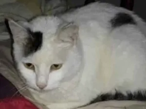 Gato raça  idade 3 anos nome Não sei 