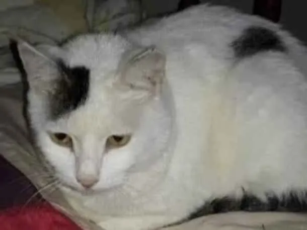 Gato ra a  idade 3 anos nome Não sei 