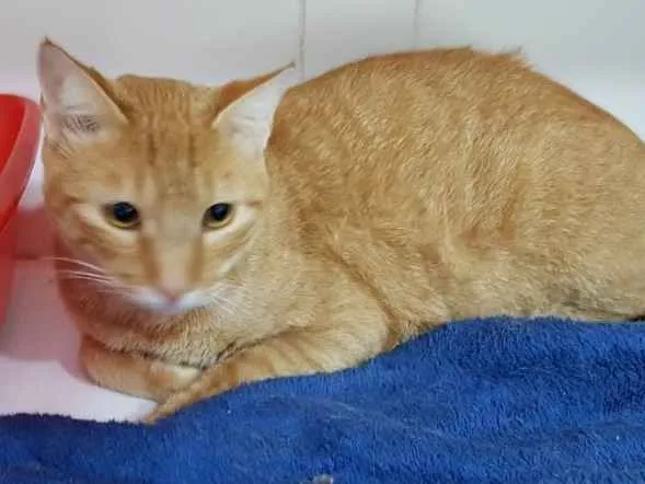 Gato ra a  idade 1 ano nome Pudim e quindim 