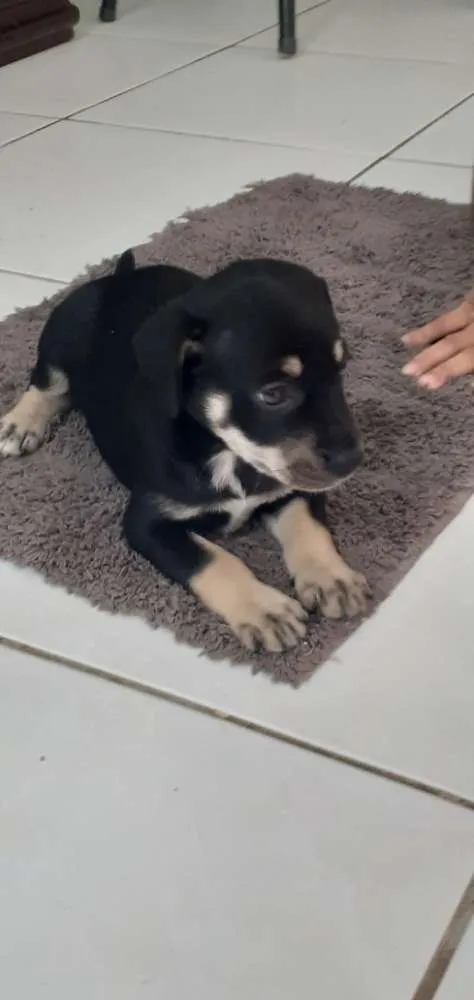 Cachorro ra a Mista idade Abaixo de 2 meses nome Pretinha