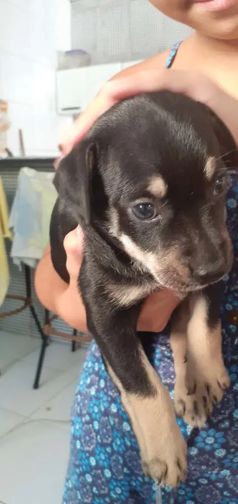 Cachorro ra a Mista idade Abaixo de 2 meses nome Pretinha