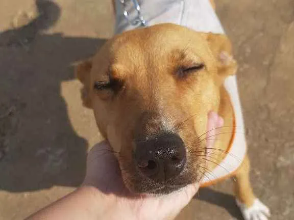 Cachorro ra a SRD idade 2 anos nome Dandara