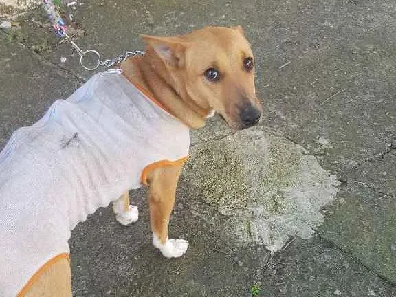 Cachorro ra a SRD idade 2 anos nome Dandara