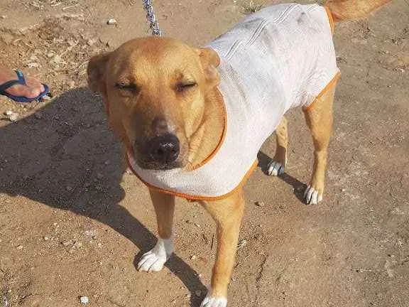 Cachorro ra a SRD idade 2 anos nome Dandara