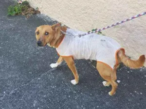 Cachorro raça SRD idade 2 anos nome Dandara