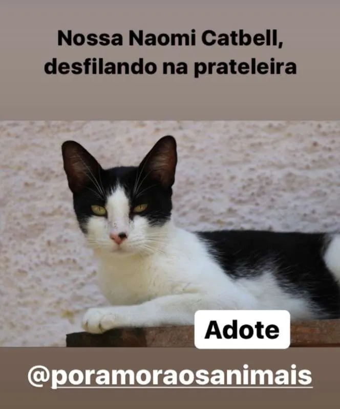 Gato ra a srd idade 7 a 11 meses nome Naomi Catbell