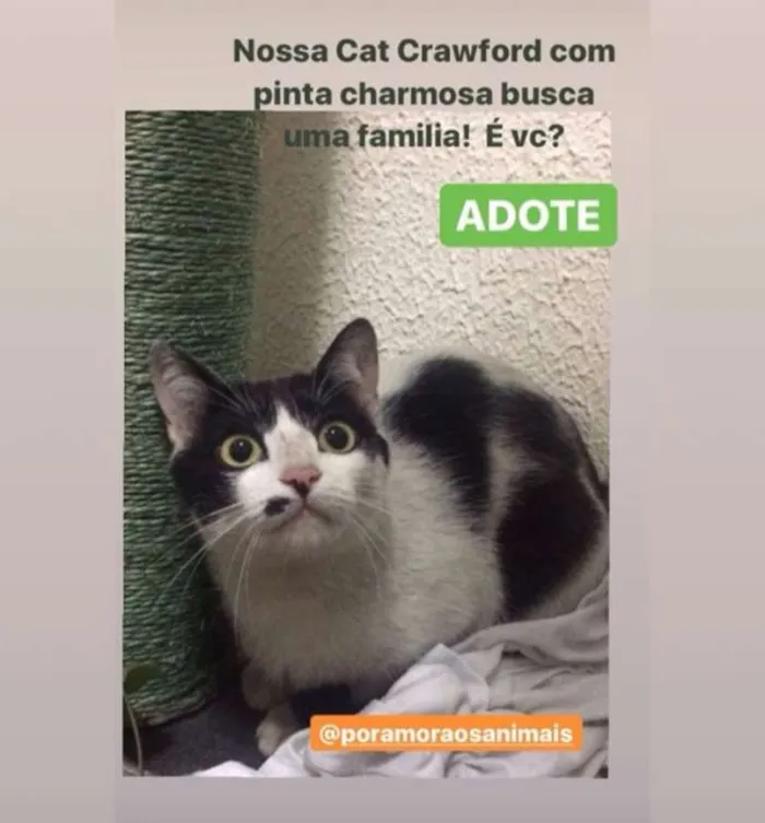 Gato ra a srd idade  nome Cat Crawford