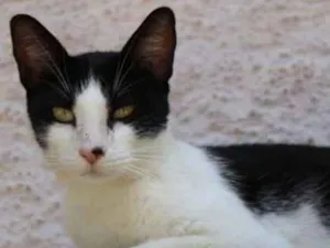 Gato raça srd idade 7 a 11 meses nome Naomi Catbell