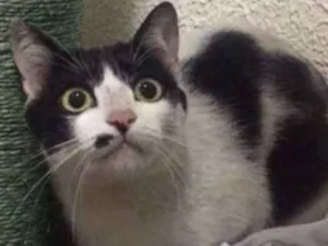 Gato raça srd idade  nome Cat Crawford