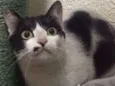 Cat Crawford