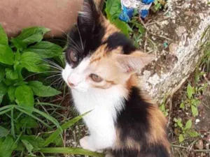 Gato raça SRD idade 2 a 6 meses nome Nina 