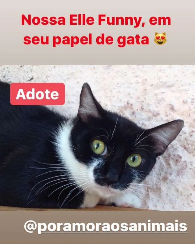Gato ra a srd idade 7 a 11 meses nome Elle Funny