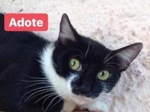 Gato raça srd idade 7 a 11 meses nome Elle Funny