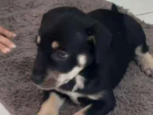 Cachorro raça Mista idade Abaixo de 2 meses nome Pretinha