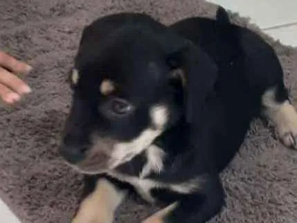 Cachorro ra a Mista idade Abaixo de 2 meses nome Pretinha