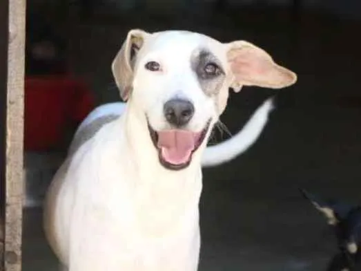 Cachorro ra a srd idade 1 ano nome Jenifer Dogston