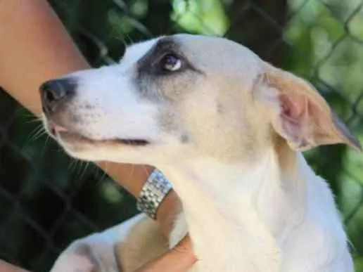 Cachorro ra a srd idade 1 ano nome Jenifer Dogston